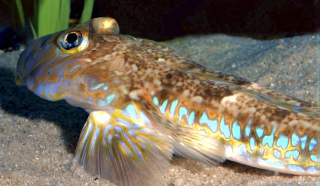 Callionymus lyra_014